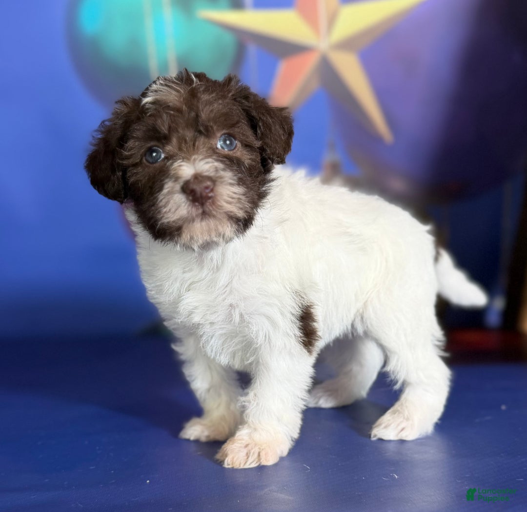 Mixed Breed dogs for sale: Brandy - Ad 8