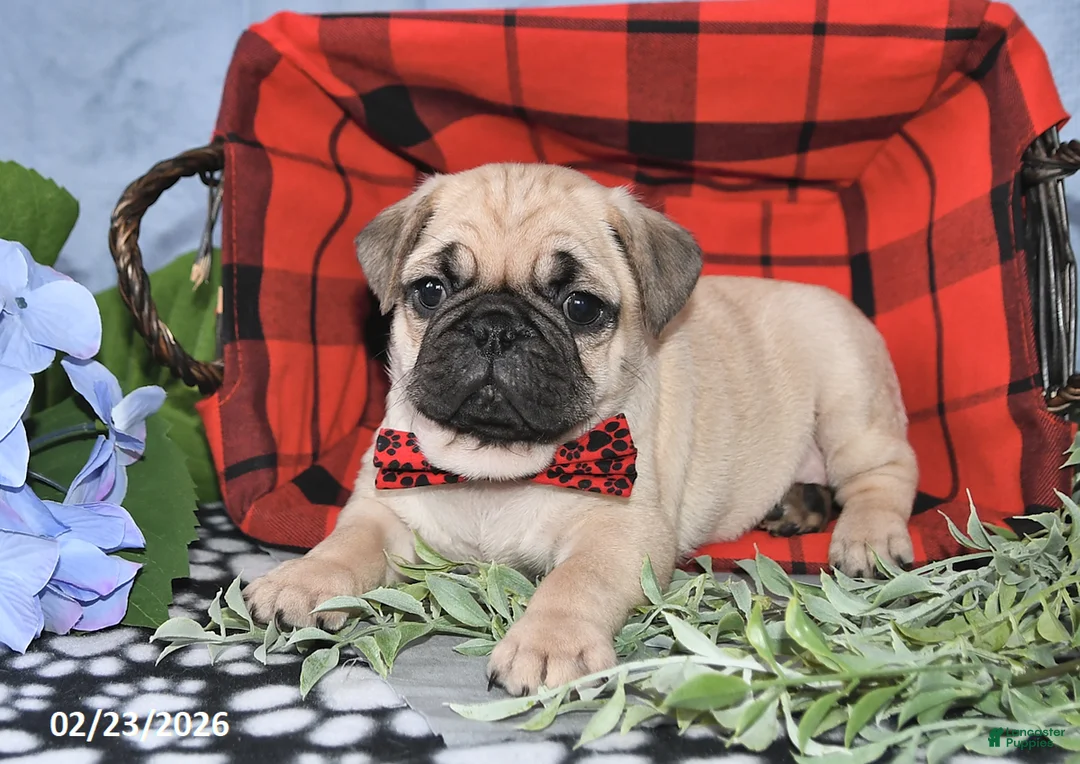 Pug dogs for sale: Cedric - Ad 2