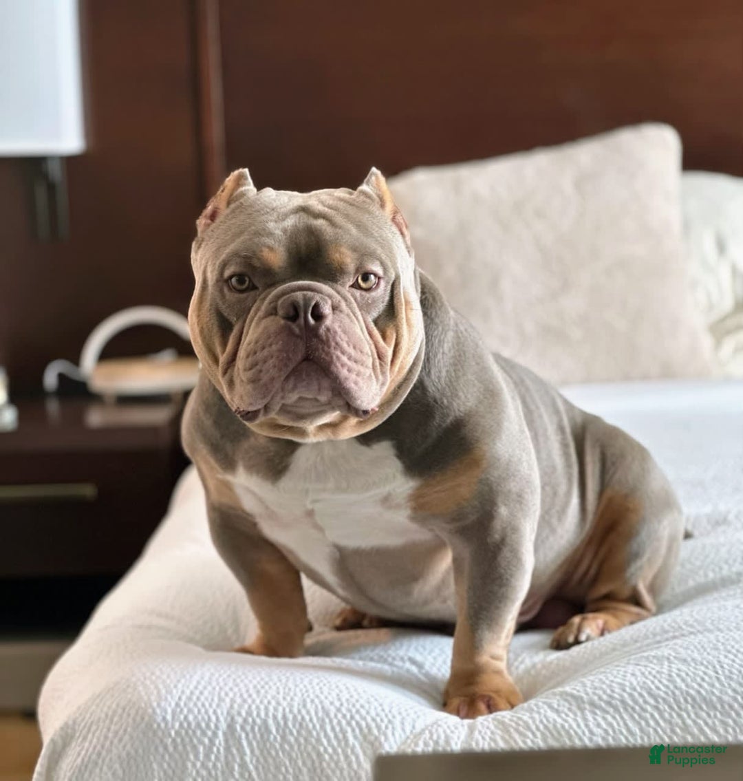 Gallery Image {{count}}