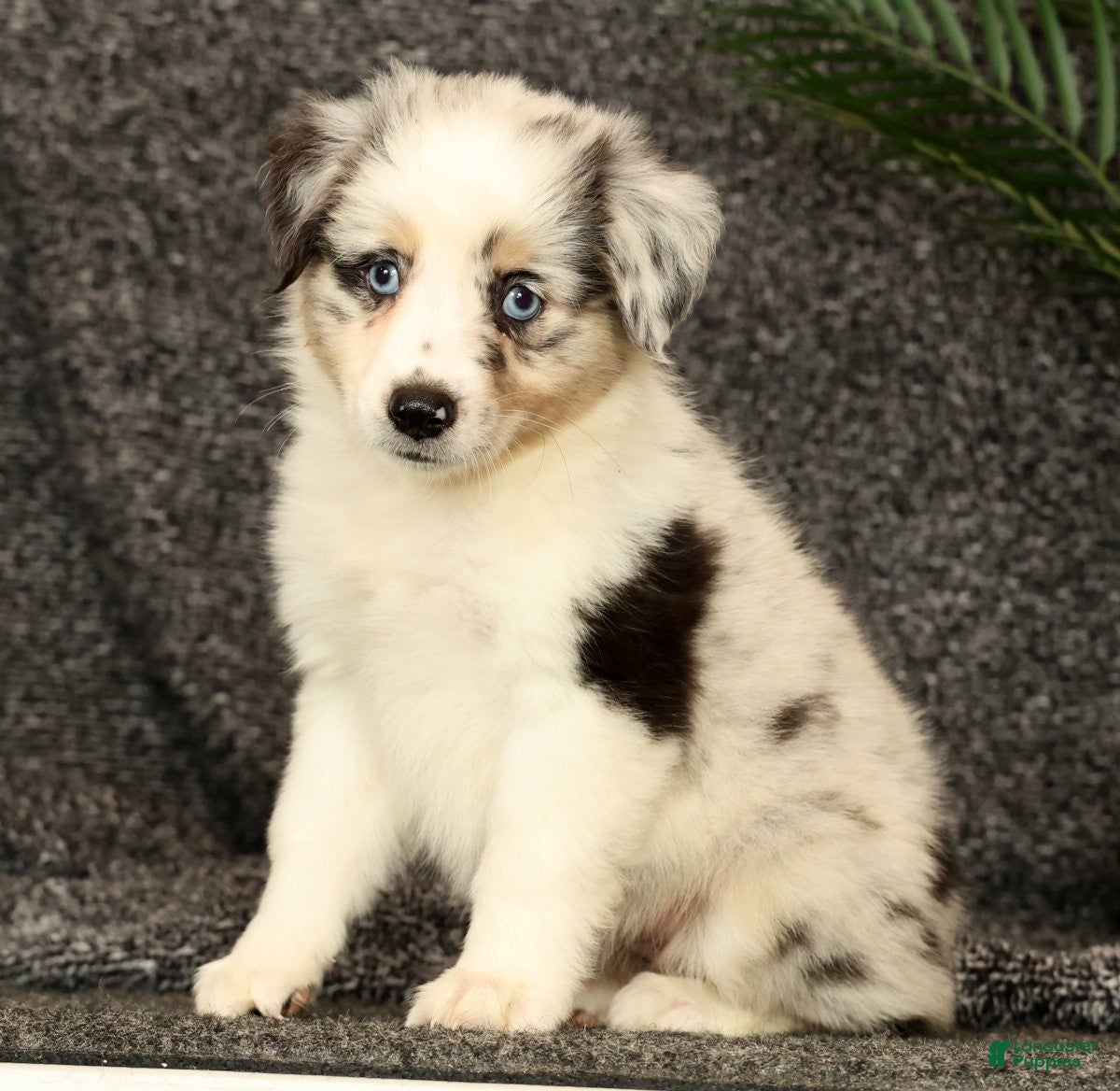 Miniature Australian Shepherd dogs Missy - Ad 1