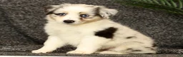 Miniature Australian Shepherd dogs for sale: Missy - Ad 1