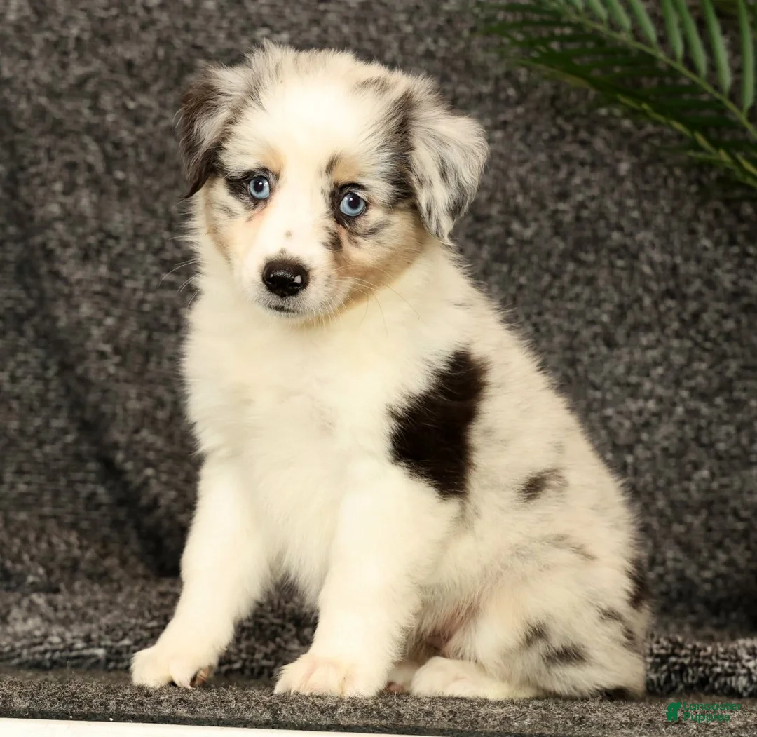 Miniature Australian Shepherd dogs for sale: Missy - Ad 1