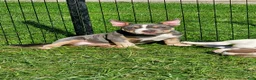 American Bully dogs for sale: American Bully 1 - Ad 13