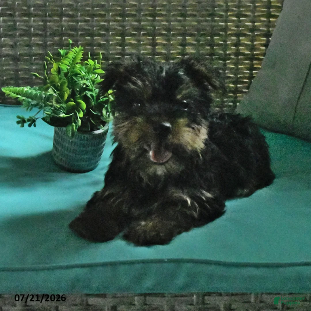 Yorkshire Terrier dogs for sale: Byron - Ad 2