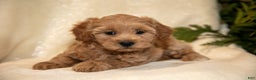 Bichpoo dogs for sale: Ruby - Ad 3