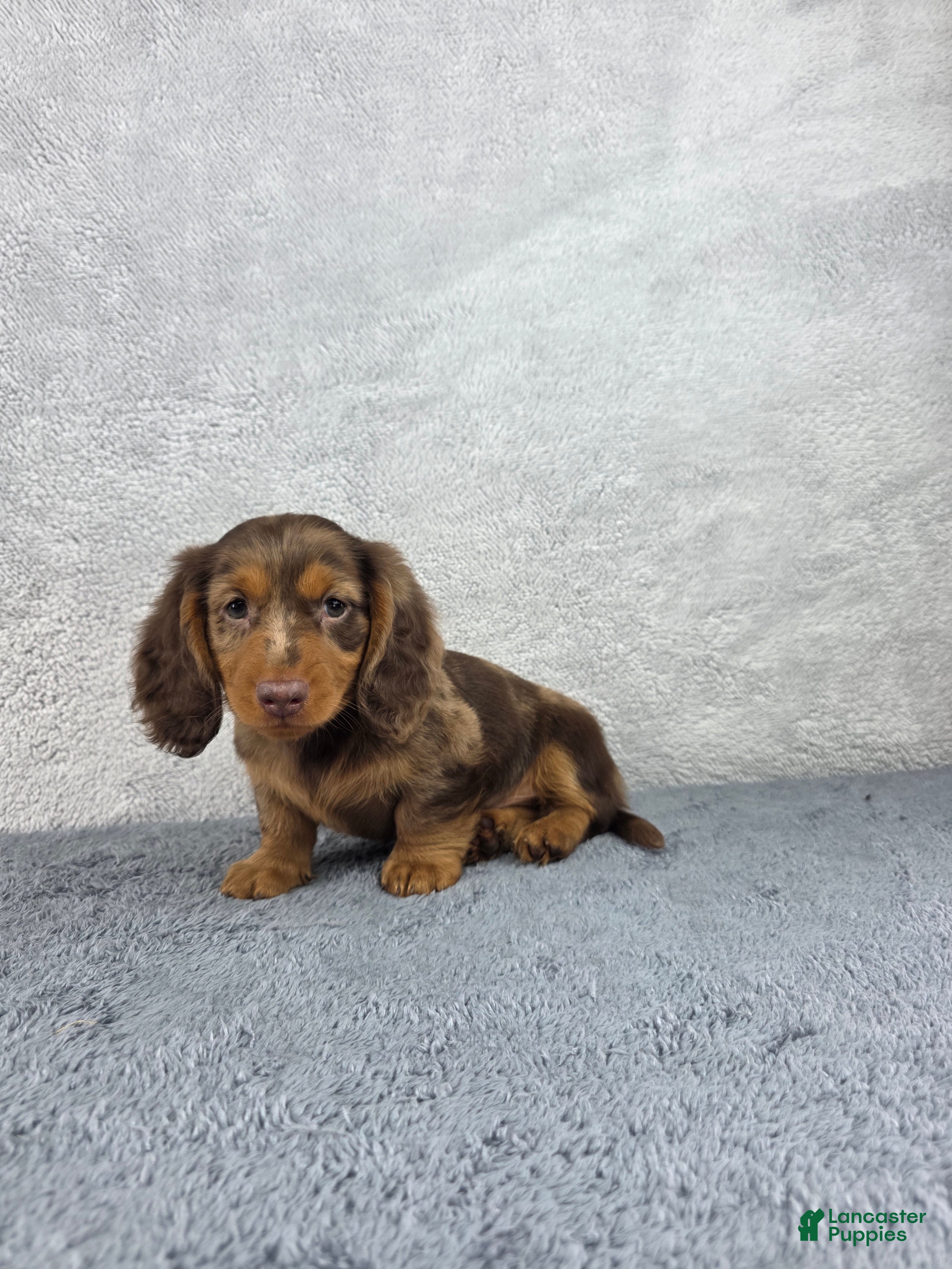 Miniature Dachshund dogs Dash - Ad 2
