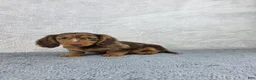 Miniature Dachshund dogs for sale: Dash - Ad 5