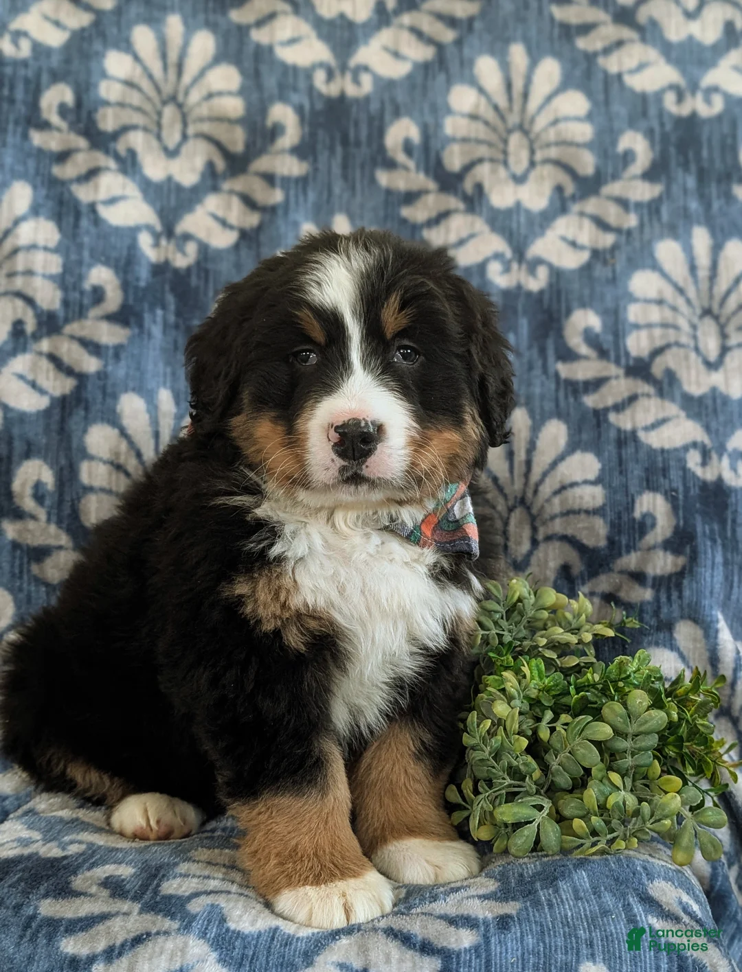Bernese Mountain Dog dogs for sale: Donovan - Ad 3