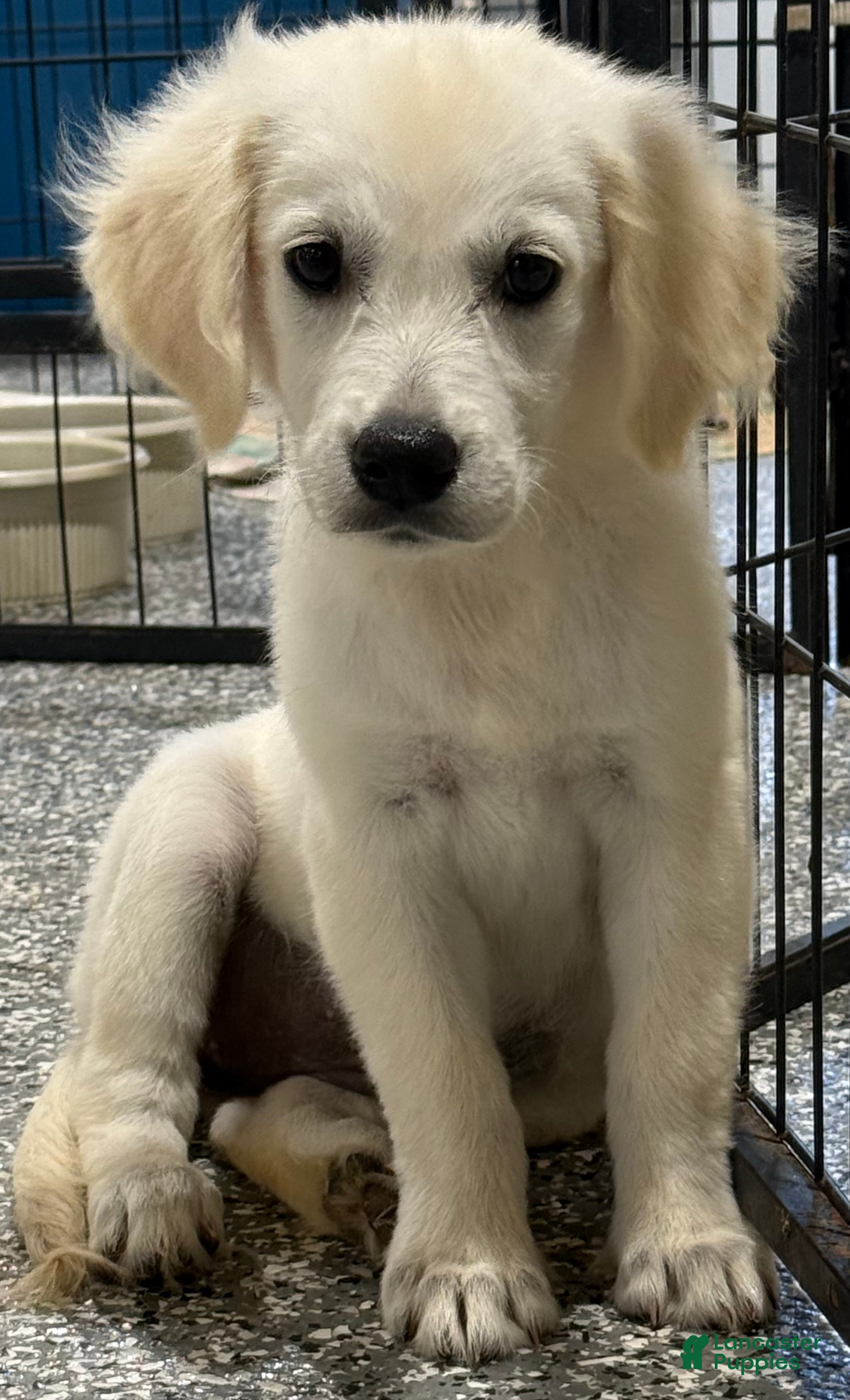 Golden Retriever dogs Daisy - Ad 1