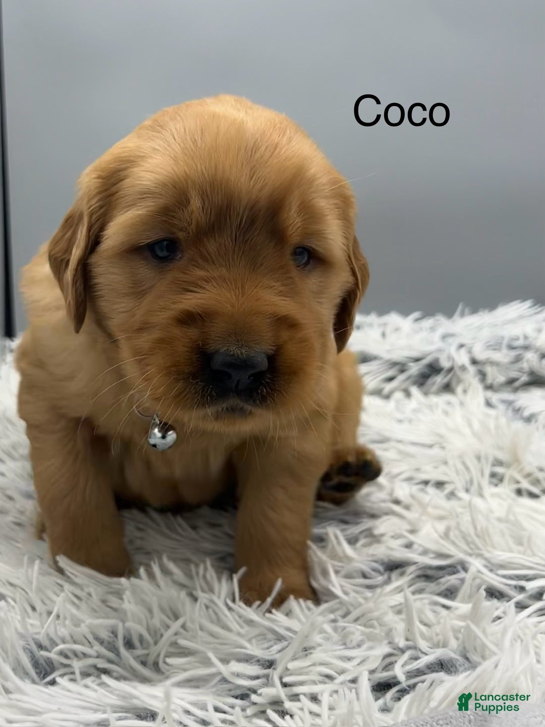 Golden Retriever dogs for sale: Golden Retriever Puppy -Coco - Ad 15