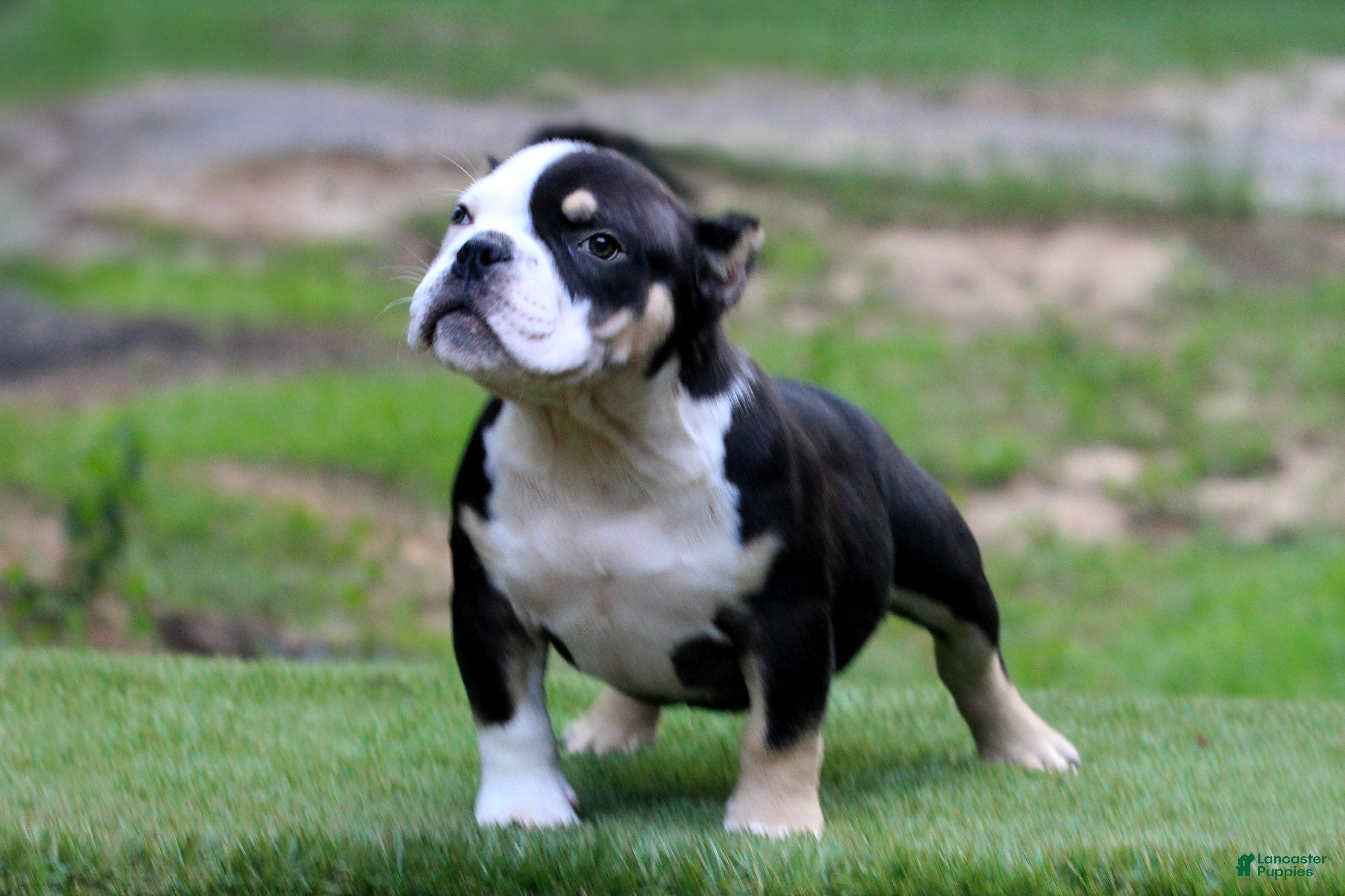 American Bully dogs Black Tri Male - Ad 1