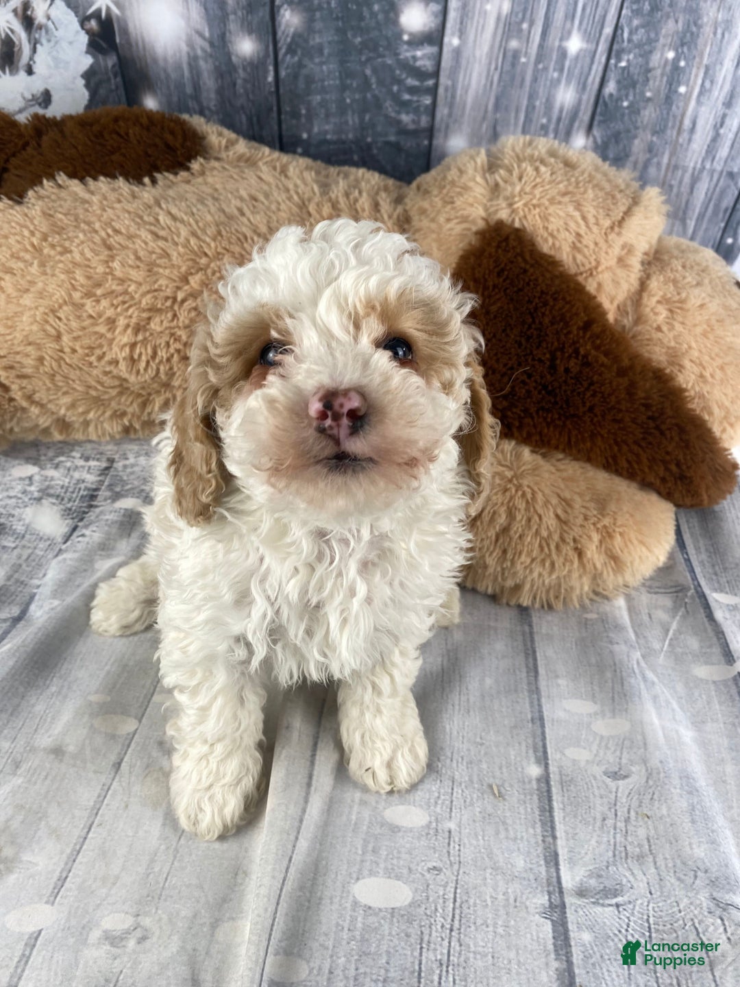 Cavapoo dogs for sale: Bear - Ad 7