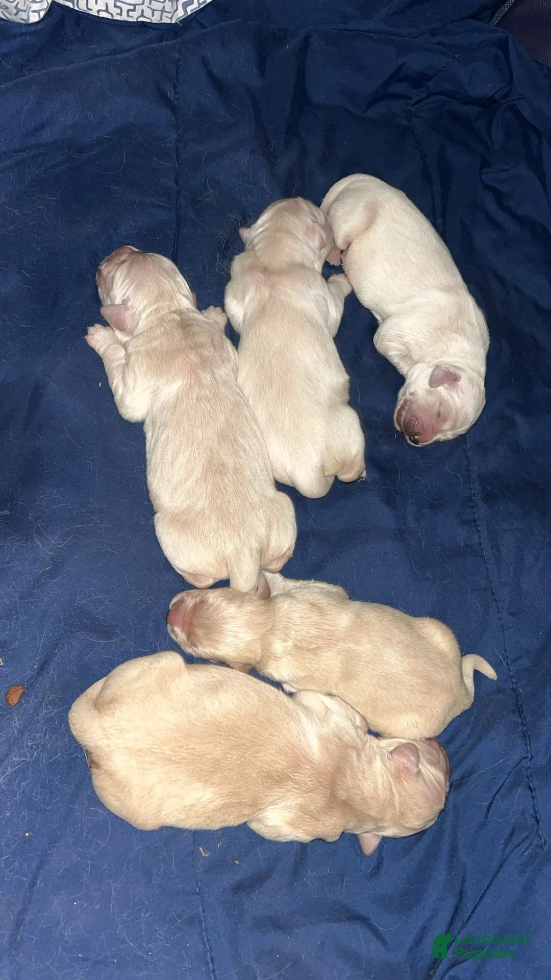 Golden Retriever dogs for sale: Golden Retriever Puppy 1 - Ad 1