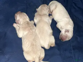 Golden Retriever dogs Golden Retriever Puppy 1 - Ad 28