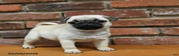 Pug dogs for sale: Foster - Ad 4