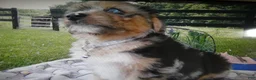Mini Aussiedoodle dogs for sale: Mini Aussiedoodle 5 Patches - Ad 2