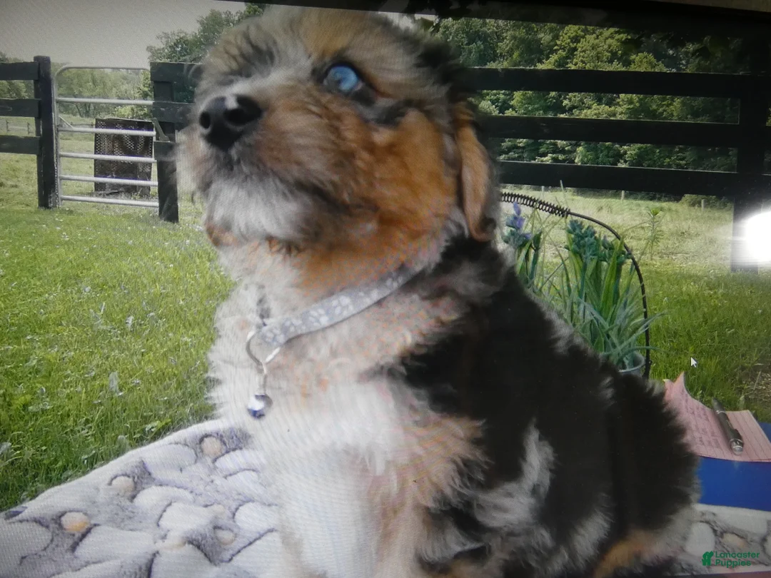 Mini Aussiedoodle dogs for sale: Mini Aussiedoodle 5 Patches - Ad 2