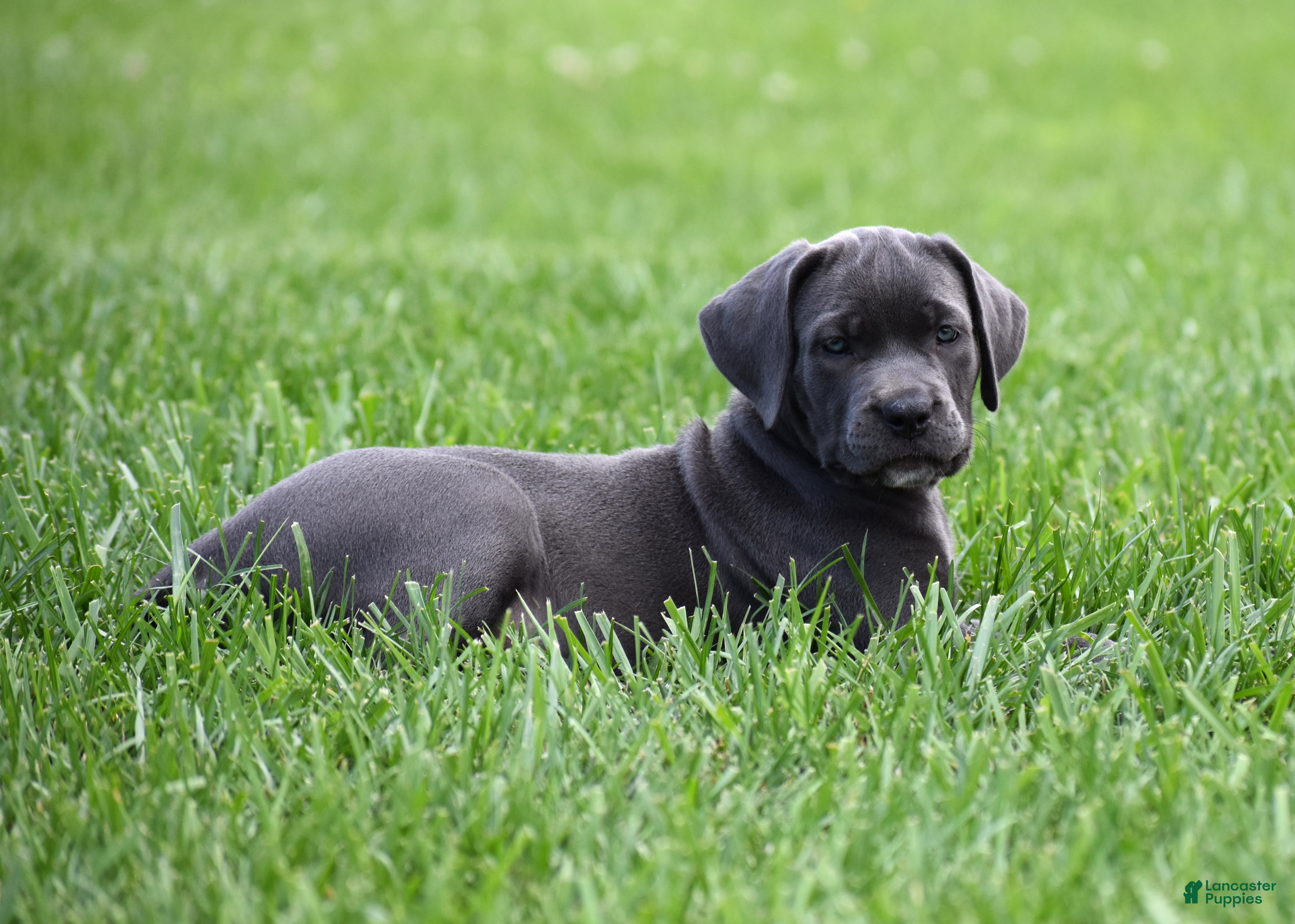 Cane Corso dogs Jo - Ad 2