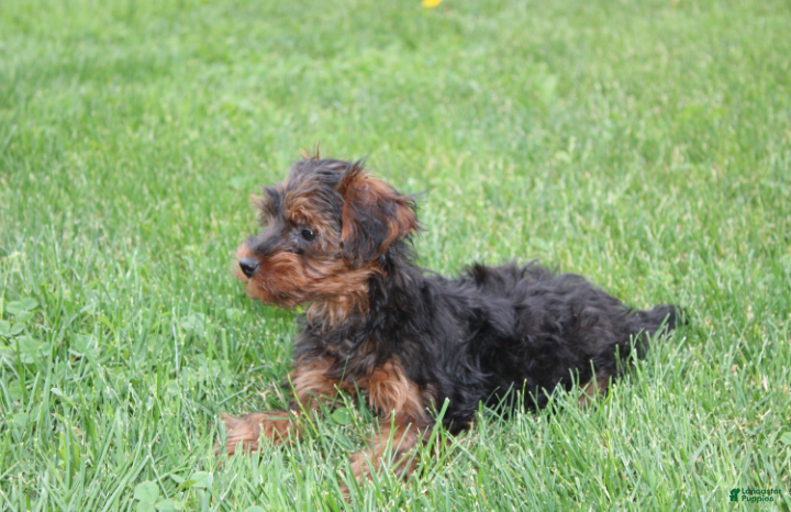 Yorkiepoo dogs Evelyn  - Ad 2