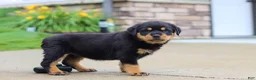 Rottweiler dogs for sale: Dixie - Ad 5