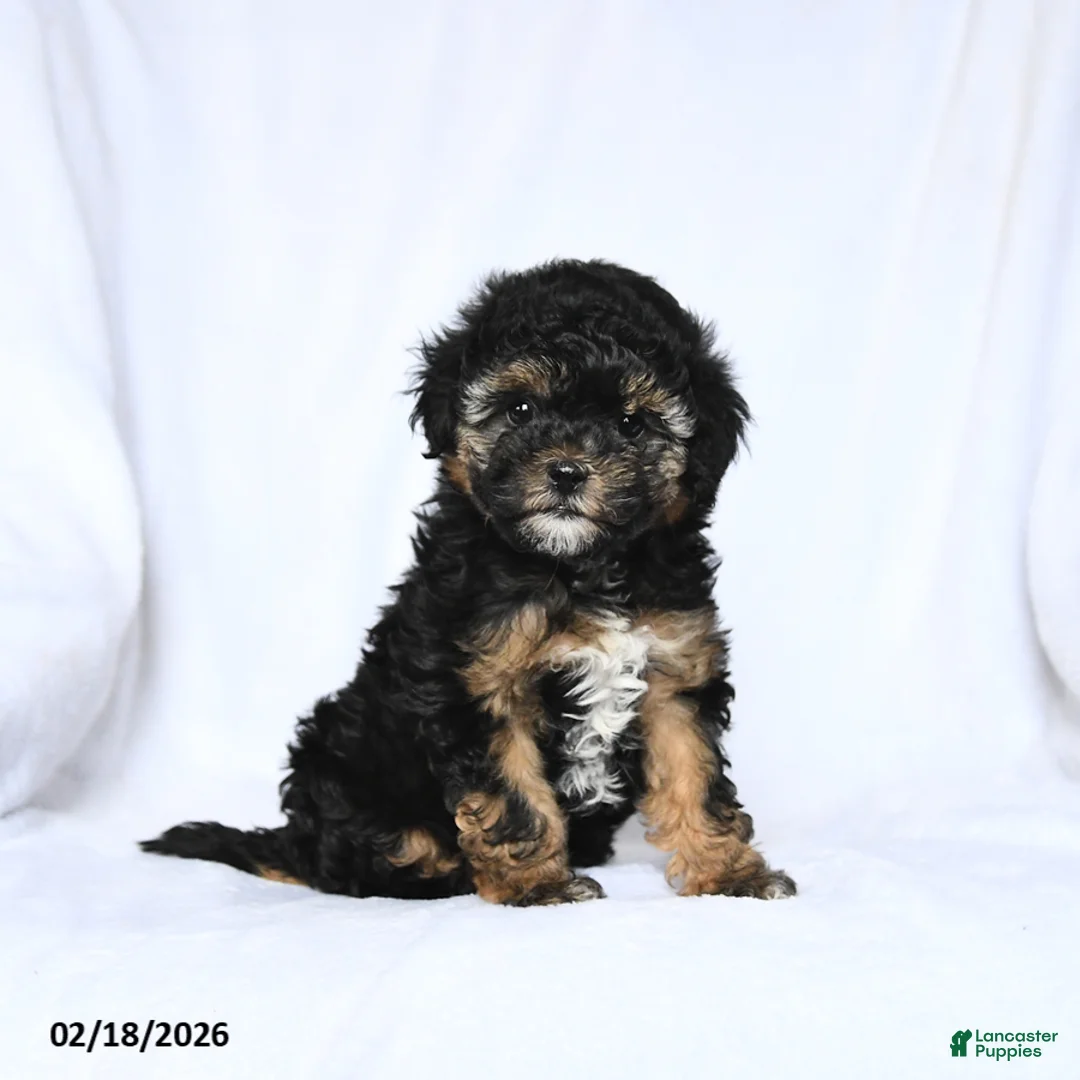 Havapoo dogs for sale: Lilac - Ad 1