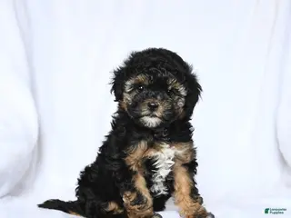 Havapoo dogs for sale: Lilac - Ad 1