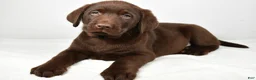 Labrador Retriever dogs for sale: Myles - Ad 2