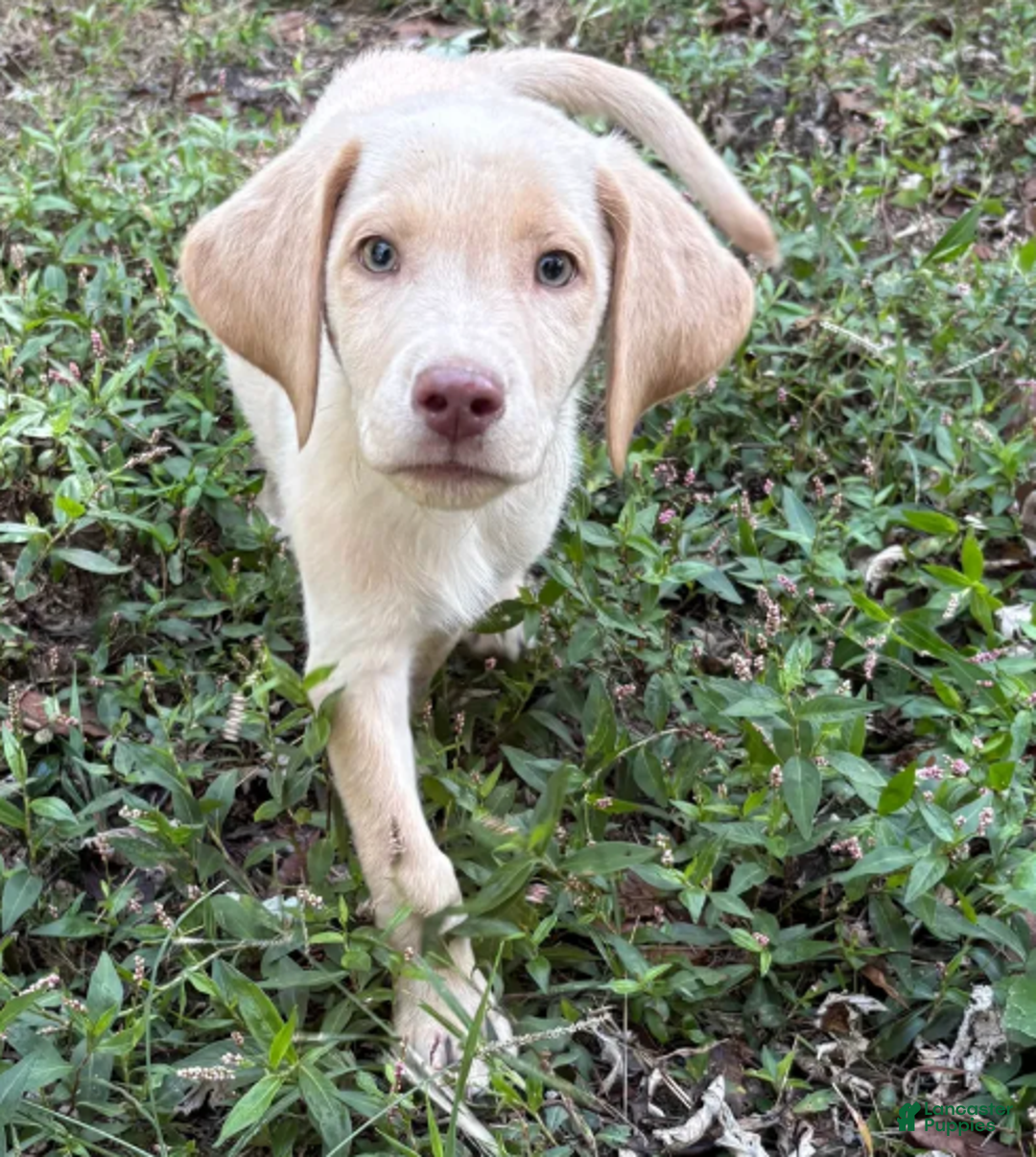 Labrador Retriever dogs for sale: Sunny - Ad 1