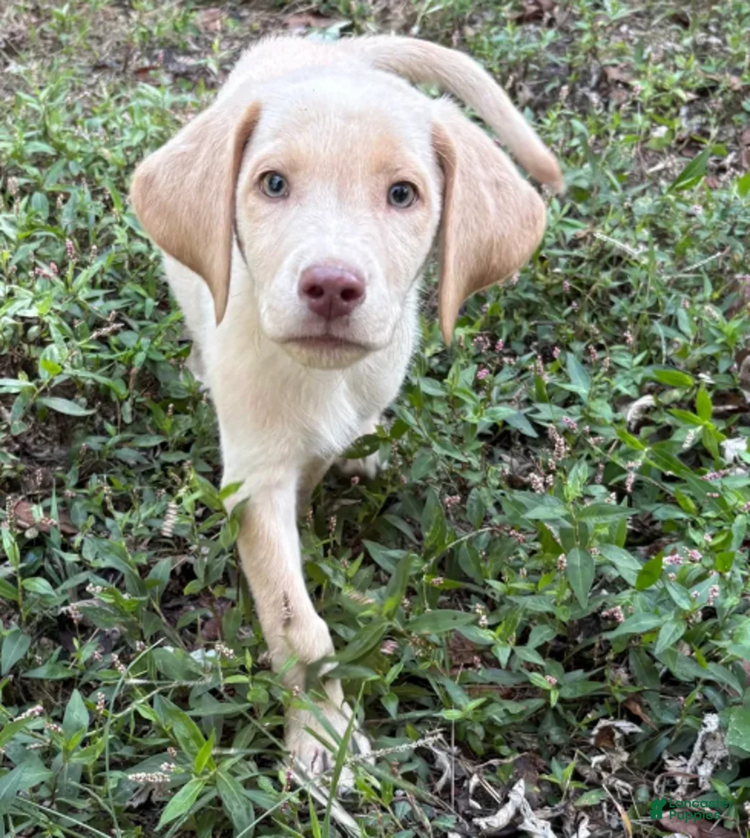 Labrador Retriever dogs for sale: Sunny - Ad 1