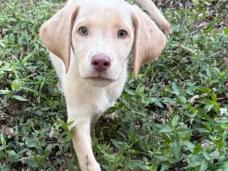 Labrador Retriever dogs Sunny - Ad 26