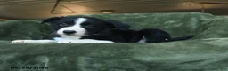 Border Collie dogs for sale: Aainsley - Ad 3