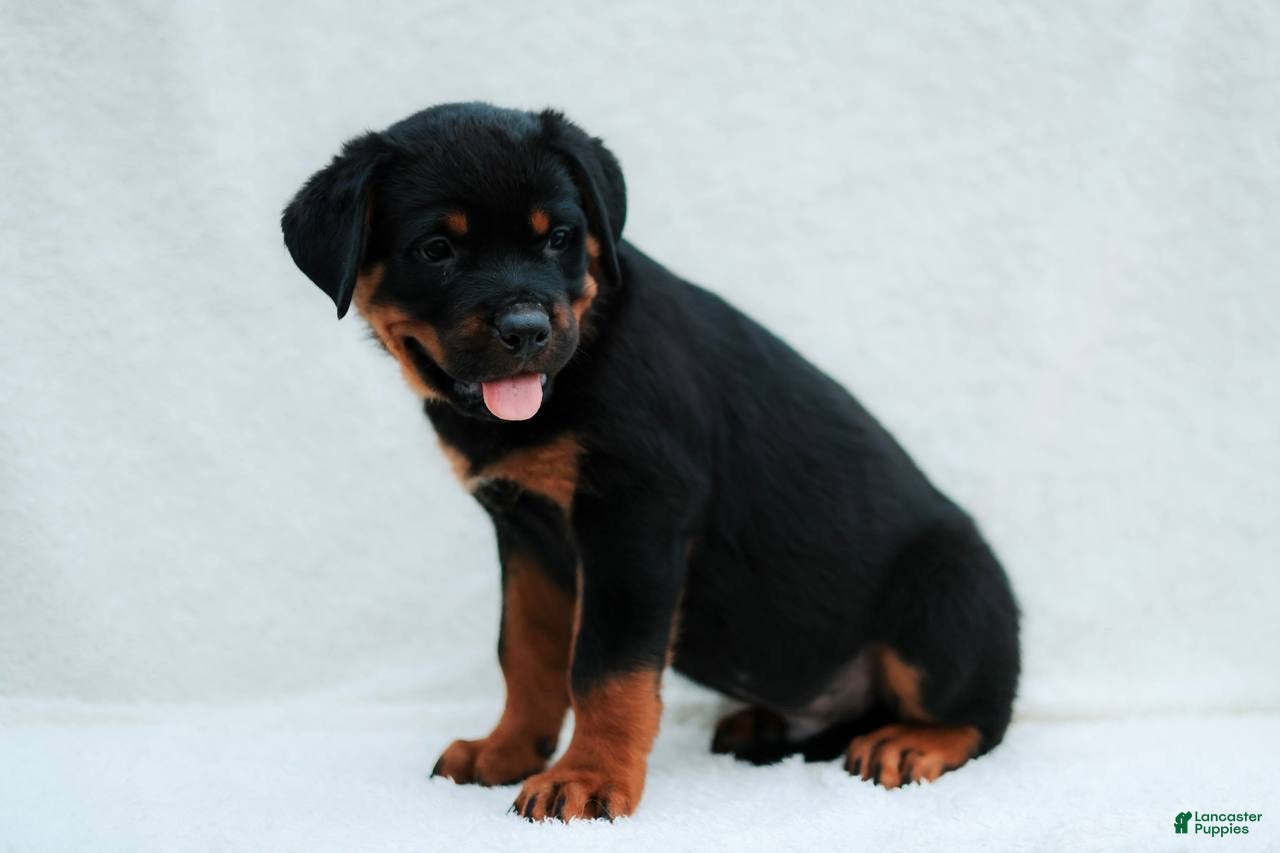 Rottweiler dogs Rottweiler 3 - Ad 1