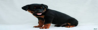 Rottweiler 3