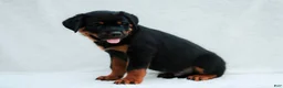 Rottweiler dogs for sale: Rottweiler 3 - Ad 1