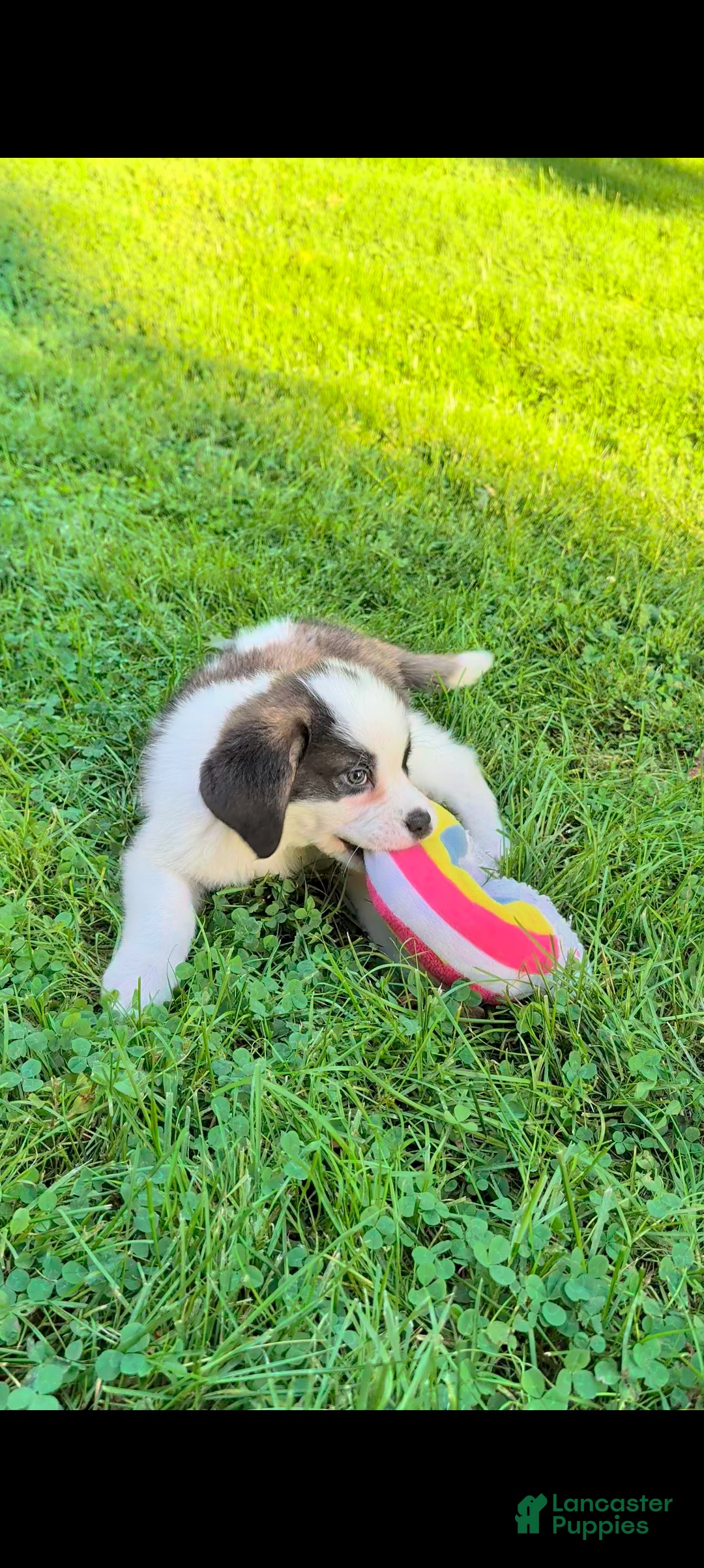 Saint Bernard dogs Betsy - Ad 1