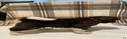 Akita dogs for sale: Bear - Ad 4