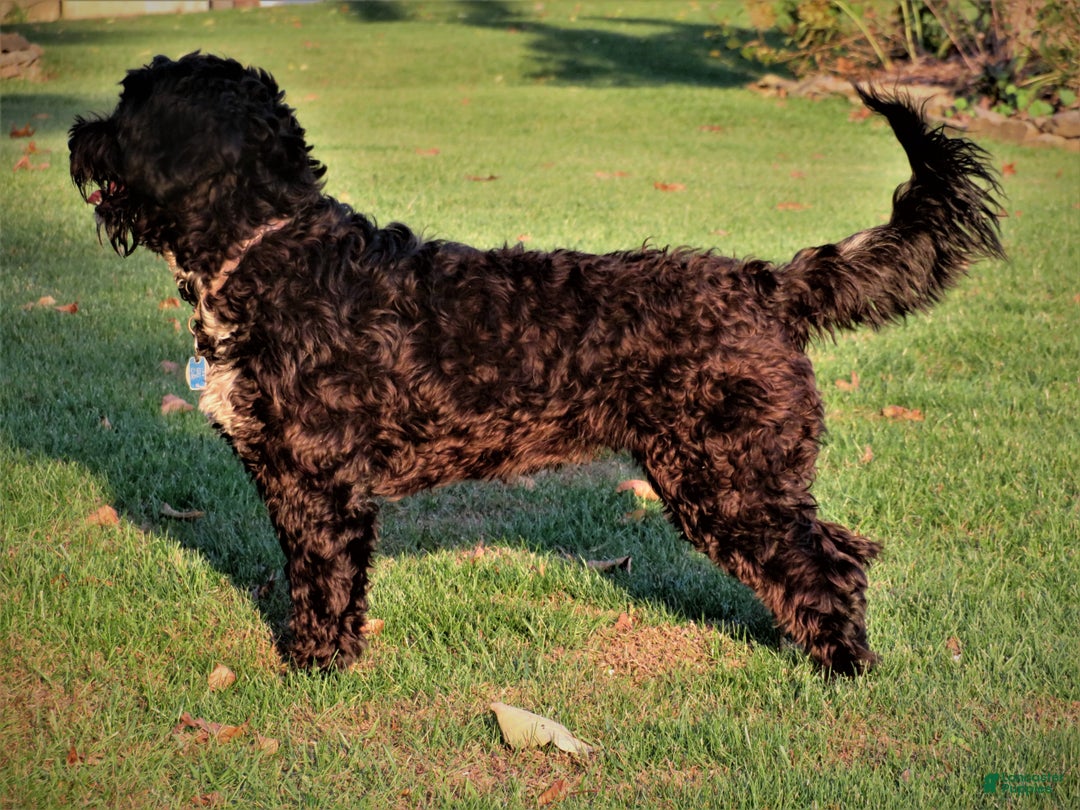 Portuguese Water Dog dogs for sale: Cody - Ad 26