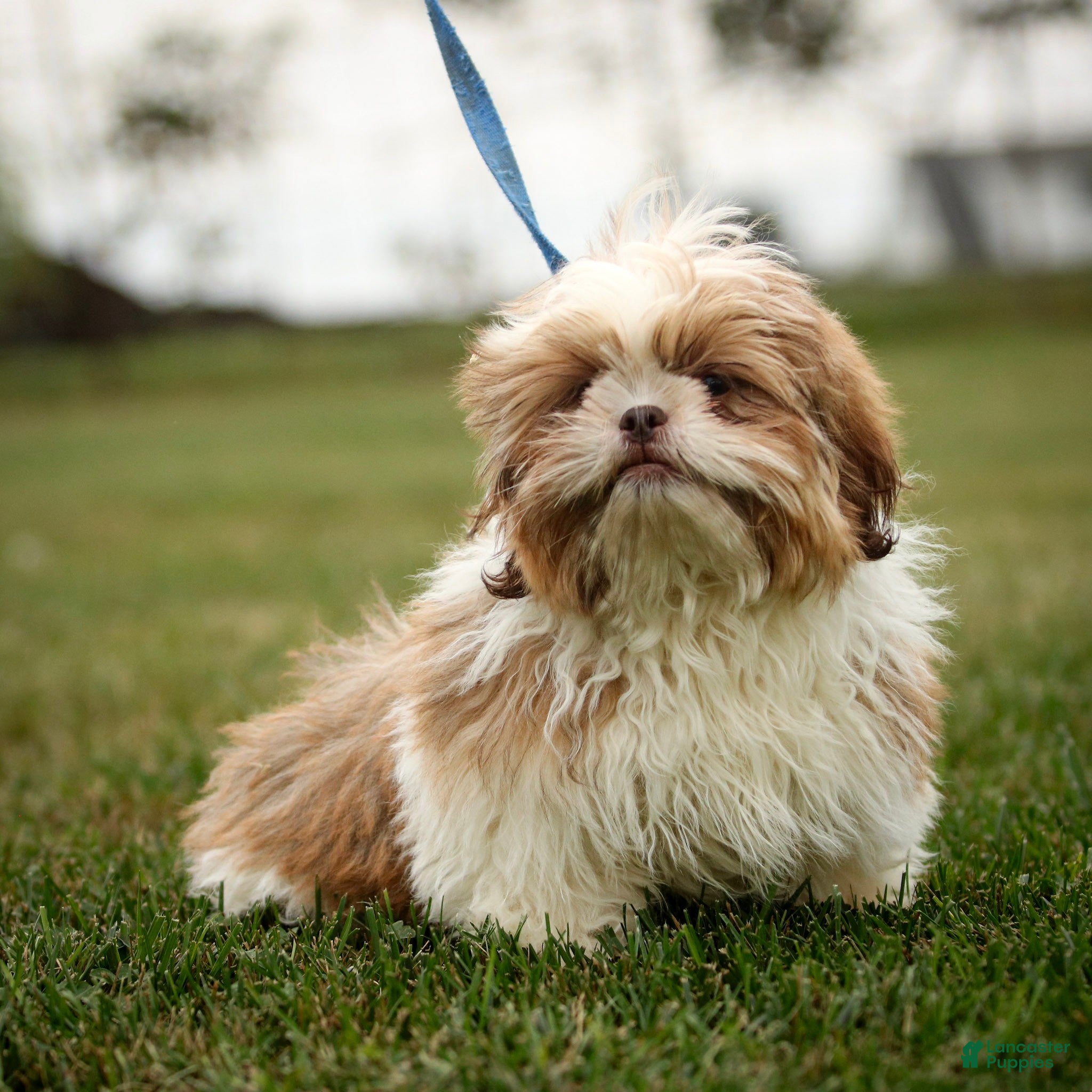 Shih Tzu dogs Rusty Shih Tzu fully leash trained & crate training in progress - Ad 1