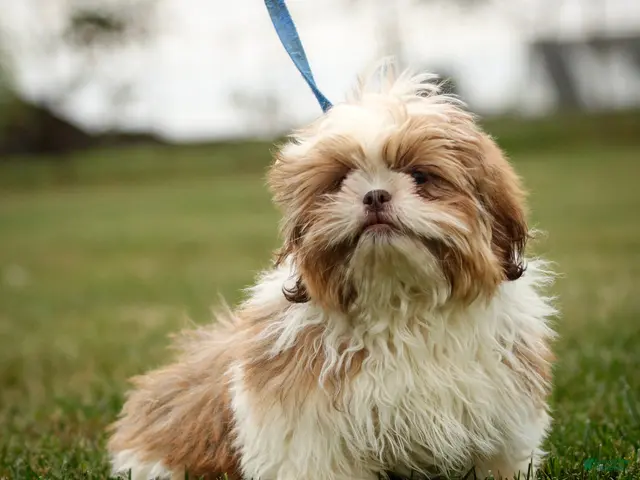 Shih Tzu dogs Rusty Shih Tzu fully leash trained & crate training in progress - Ad 1