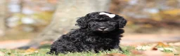 Miniature Poodle dogs for sale: Janice - Ad 3
