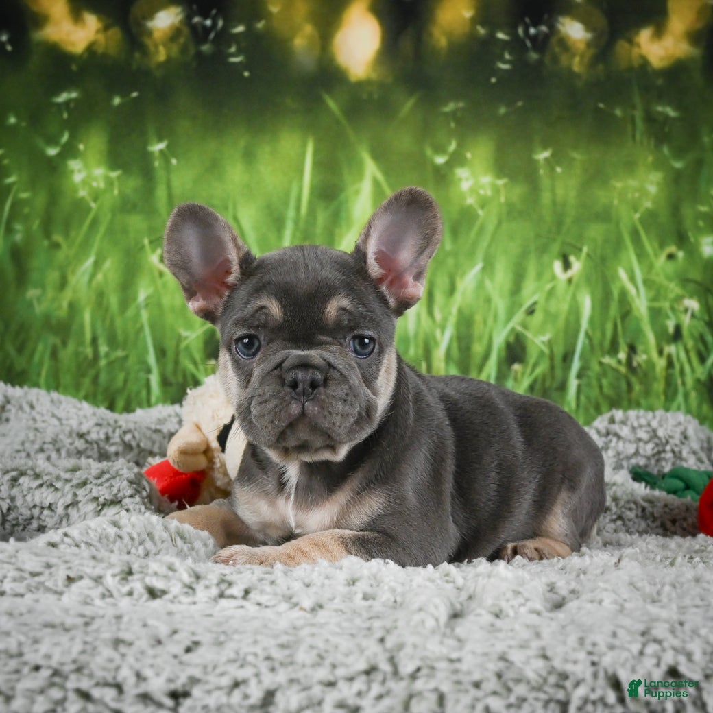 French Bulldog dogs Melody - Ad 1