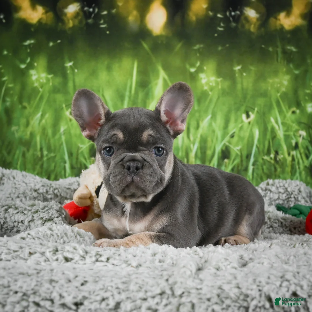 French Bulldog dogs for sale: Melody - Ad 1