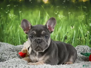 French Bulldog dogs for sale: Melody - Ad 1