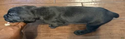 Cane Corso dogs for sale: Cane Corso Puppy 5 - Ad 7