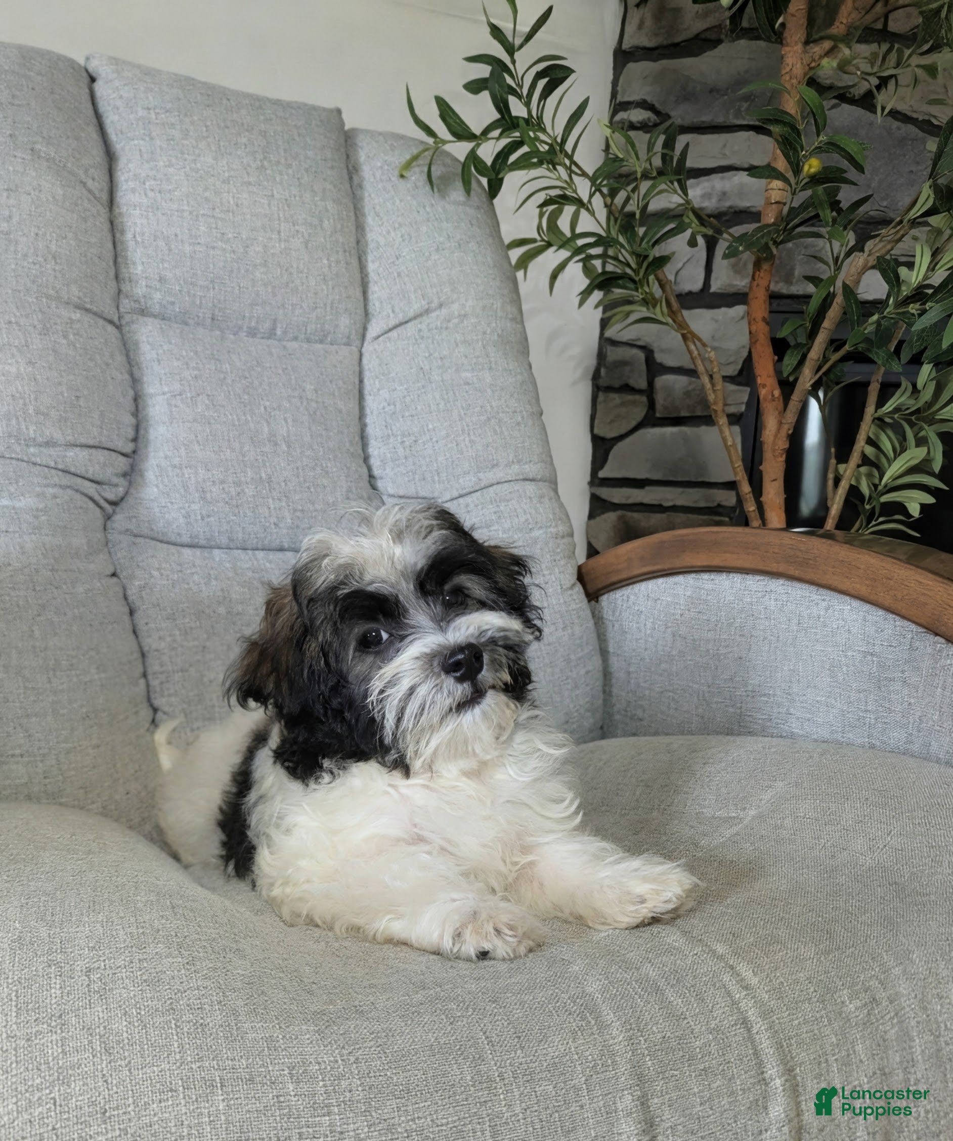 Havanese dogs Leo - Ad 2