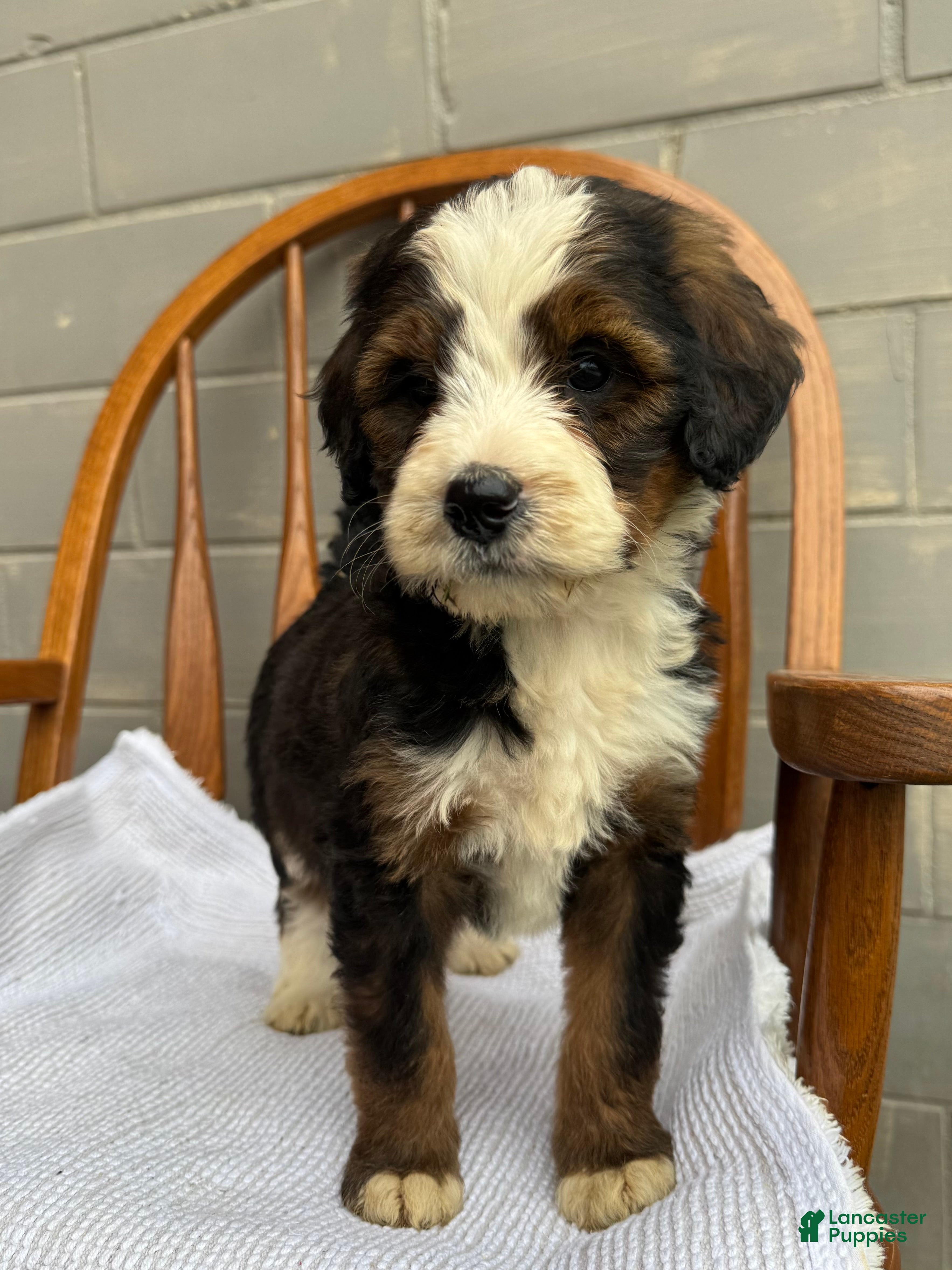 Bernedoodle dogs Maddie - Ad 2