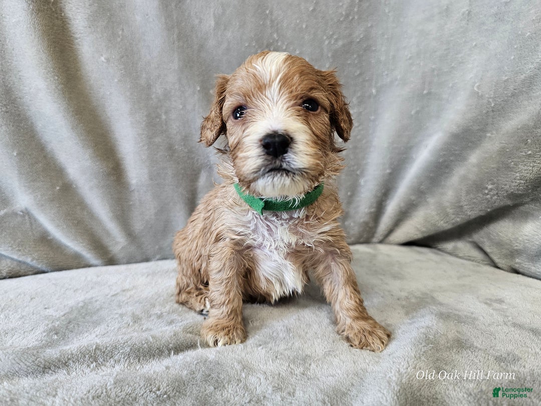 Cavapoo dogs for sale: Gnocchi - Ad 4