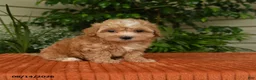 Maltipoo dogs for sale: Oaklyn - Ad 5