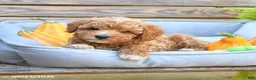 Cavapoo dogs for sale: Wellington - Ad 3