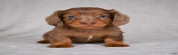 Miniature Dachshund dogs for sale: AKC Rose - Ad 3